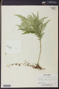 Selaginella viticulosa image