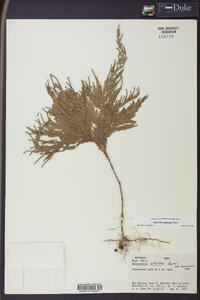 Selaginella arthritica image