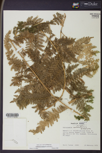 Selaginella exaltata image