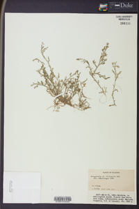 Image of Selaginella filicaulis