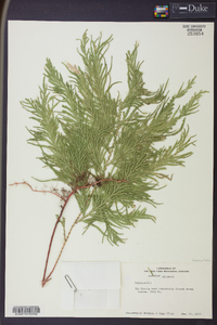 Selaginella haematodes image