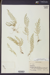 Selaginella novae-hollandiae image