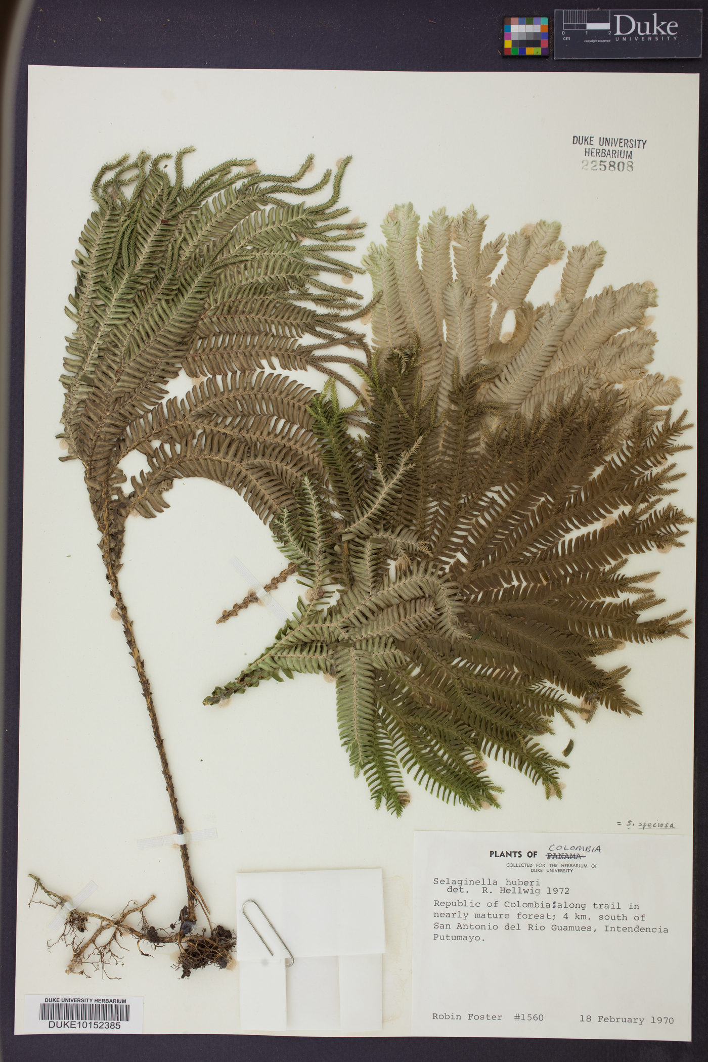 Selaginella speciosa image