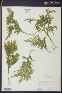 Selaginella arbuscula image