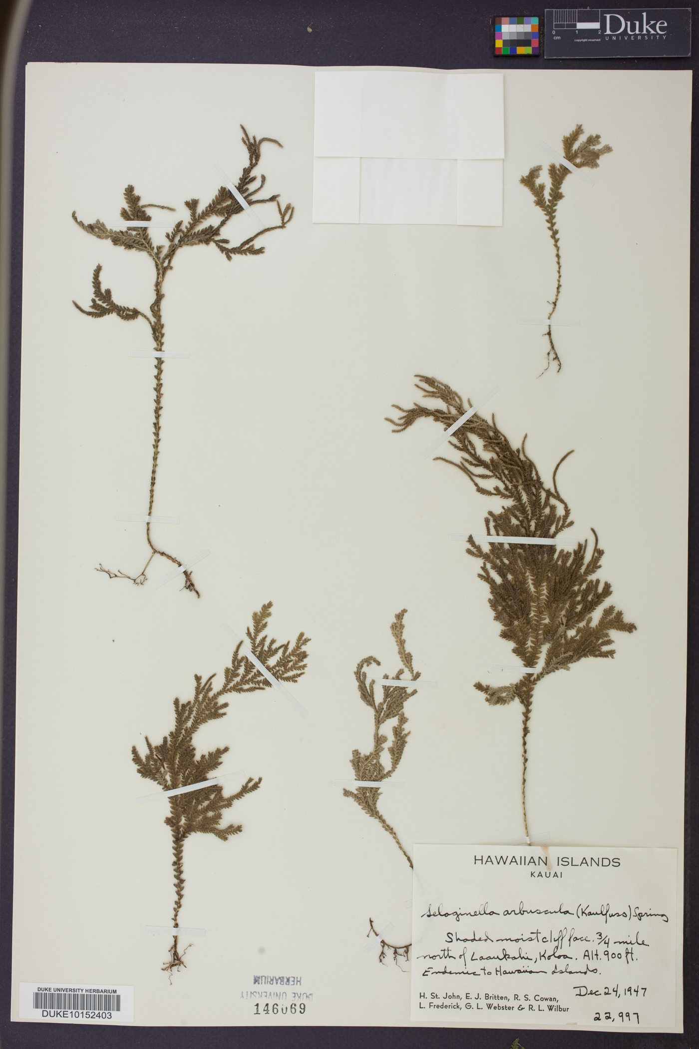Selaginella arbuscula image