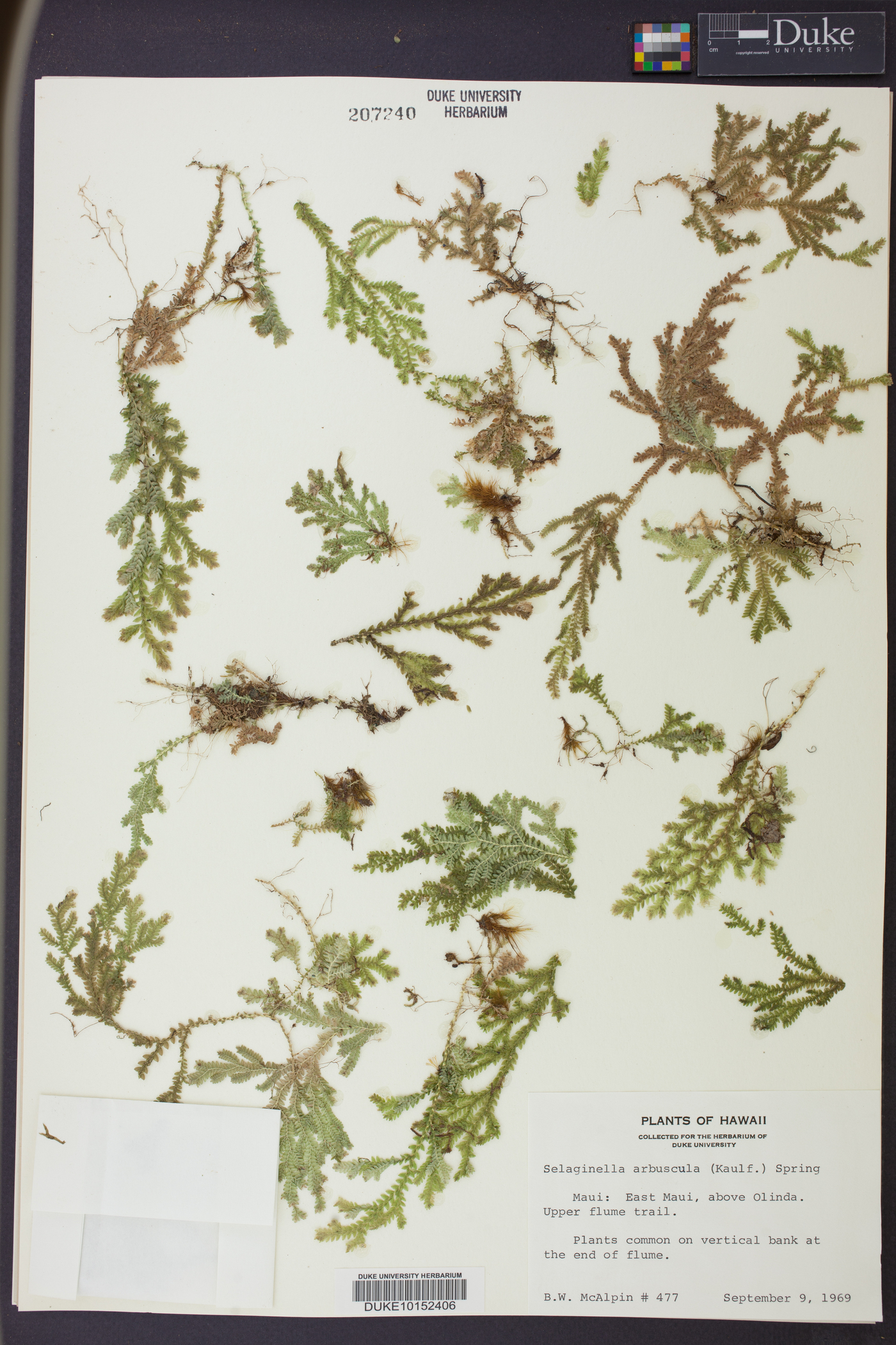 Selaginella arbuscula image