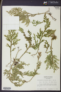 Selaginella arbuscula image