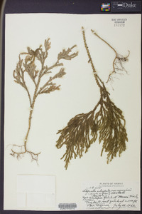 Selaginella arbuscula image