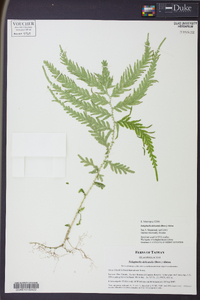 Selaginella delicatula image