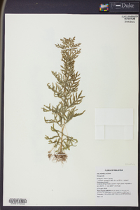 Selaginella delicatula image