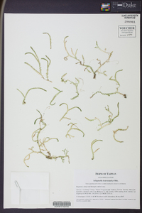 Selaginella heterostachys image