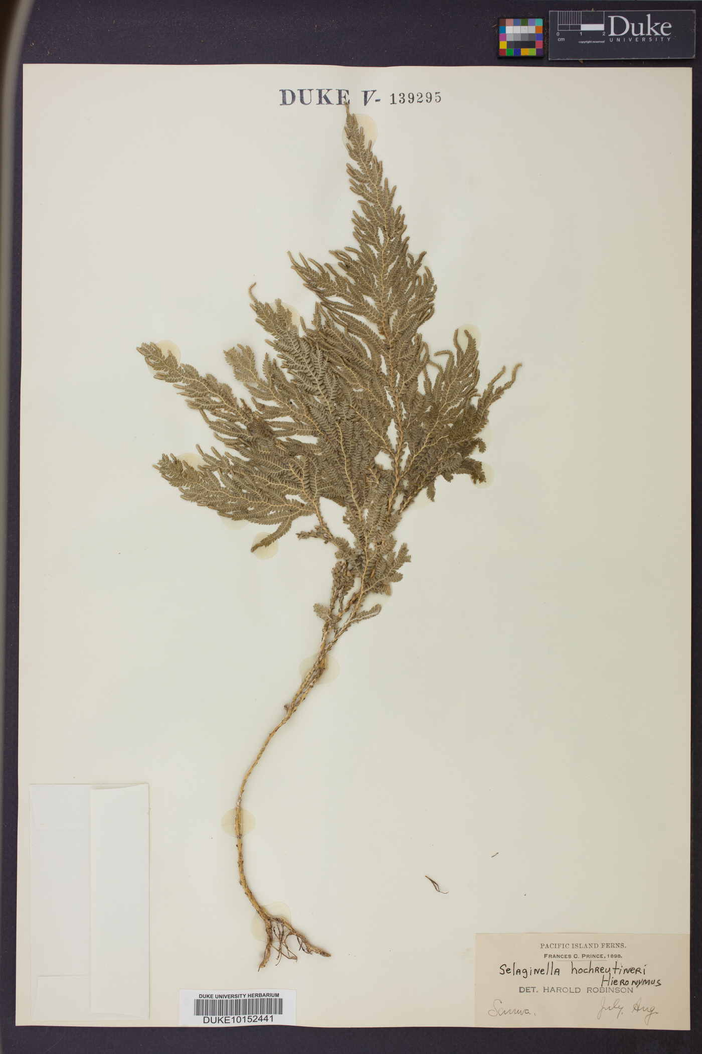 Selaginella hochreutineri image