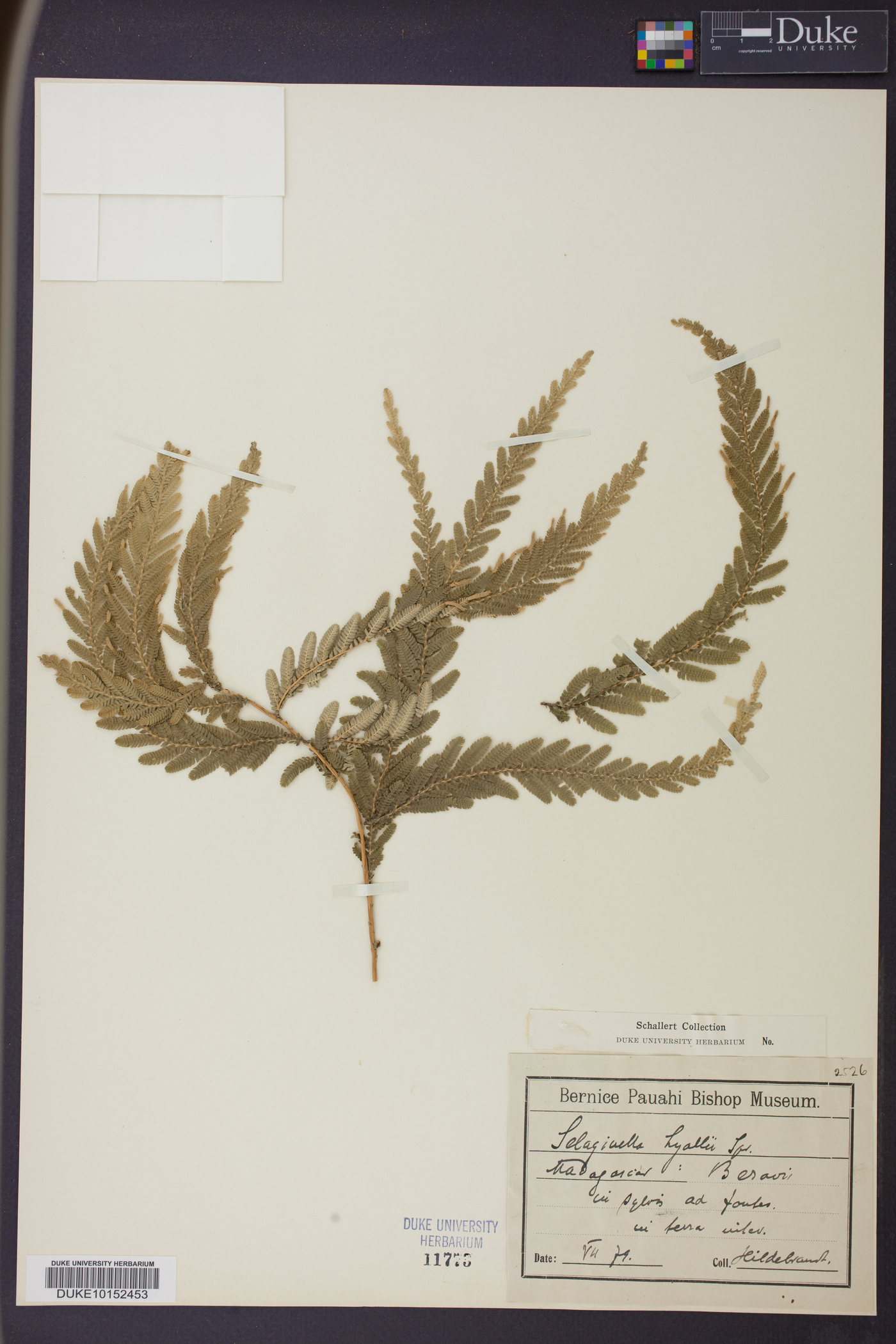 Selaginella lyallii image