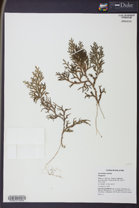 Selaginella polita image