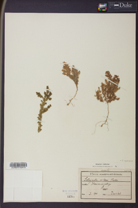 Selaginella versicolor image