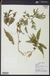 Selaginella wallichii image