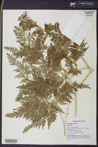 Selaginella willdenowii image