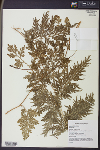 Selaginella willdenowii image