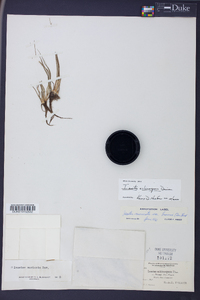 Isoëtes echinospora image