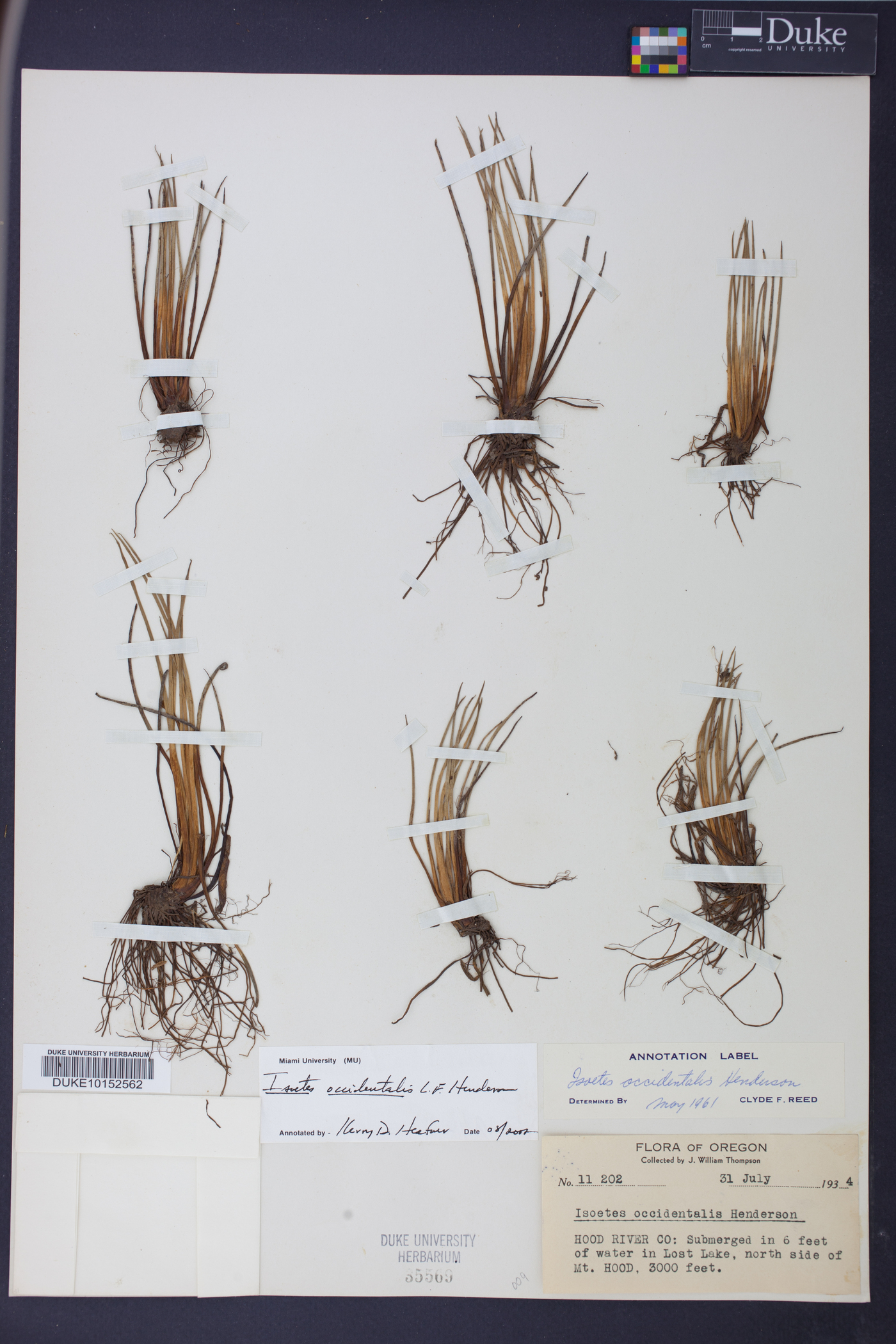 Isoëtes occidentalis image