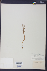 Botrychium lanceolatum image