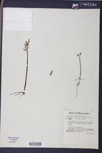 Botrychium lanceolatum image