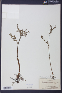 Botrychium matricariifolium image