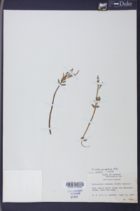 Botrychium matricariifolium image