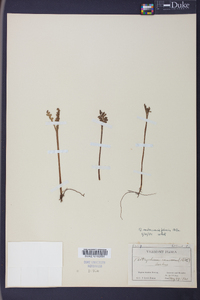 Botrychium matricariifolium image