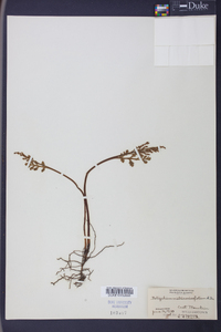 Botrychium matricariifolium image