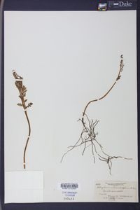 Botrychium matricariifolium image