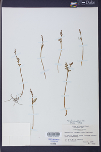 Botrychium matricariifolium image