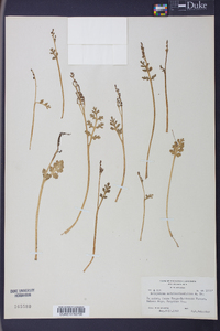 Botrychium matricariifolium image