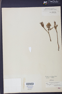 Botrychium matricariifolium image