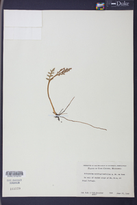 Botrychium matricariifolium image