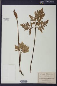 Botrychium decompositum image