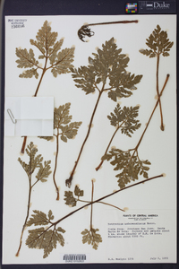 Sceptridium underwoodianum image