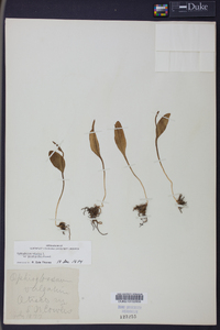 Ophioglossum pusillum image