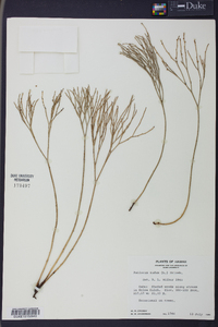 Psilotum nudum image