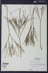 Psilotum nudum image