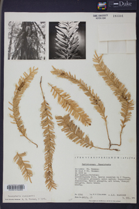 Tmesipteris vieillardii image