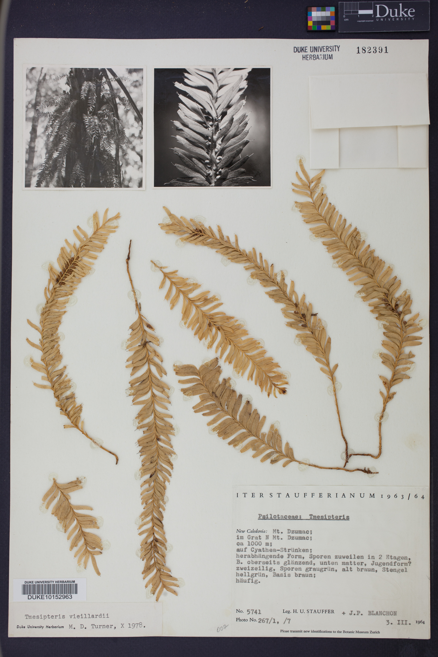 Tmesipteris vieillardii image