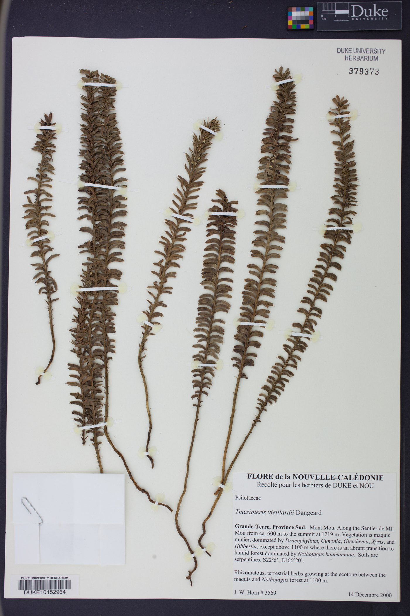 Tmesipteris vieillardii image