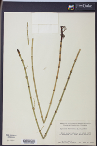 Equisetum fluviatile image