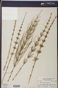 Equisetum palustre image