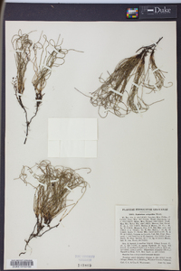 Equisetum scirpoides image