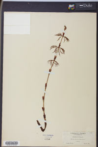 Equisetum sylvaticum image