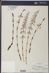 Equisetum sylvaticum image