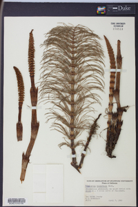 Equisetum telmateia image