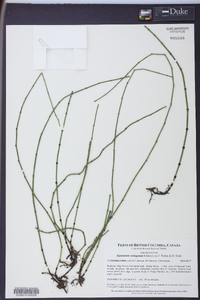 Equisetum variegatum image